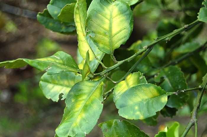 Cách nhận biết nhanh và xử lý bệnh vàng lá gân xanh trên cây có múi - VƯỜN SINH THÁI