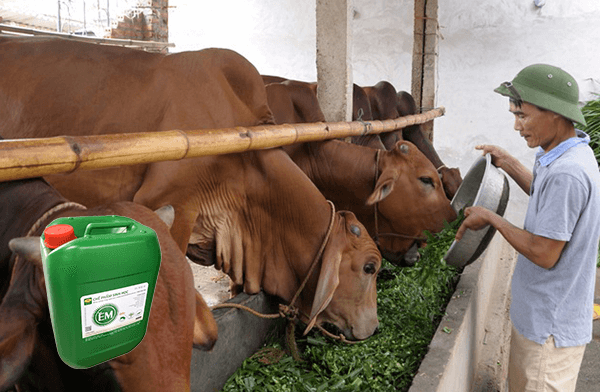 cách ủ cỏ cho bò