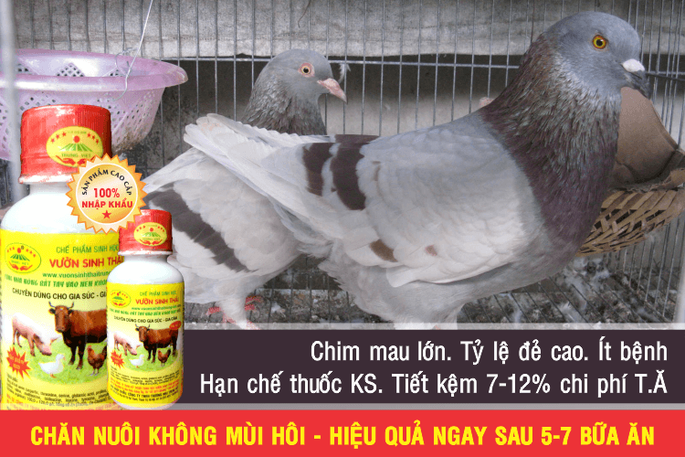 thuốc bổ chim giá tốt Tháng 9, 2023 | Mua ngay Chăm Sóc Thú Cưng | Shopee  Việt Nam