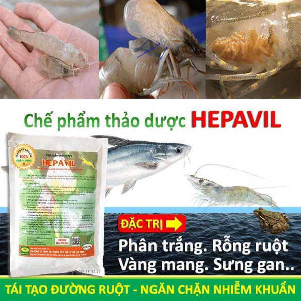 chế phẩm thảo dược hepavil trị bệnh rỗng ruột, phân trắng, vàng mang, sưng gan cho tôm, cá, ếch