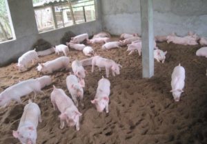 đệm lót sinh học chăn nuôi heo biogreen