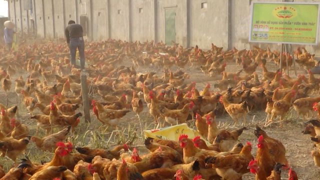 Mô hình nuôi gà hiệu quả cao bằng Chế phẩm sinh học tại Chương Mỹ