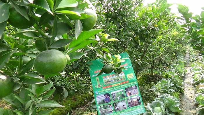 Mô hình trồng Cam đường canh và Chanh đào ứng dụng Chế phẩm Vườn Sinh Thái tại Hưng Yên
