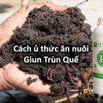 Cach-Nuoi-Trun-Que